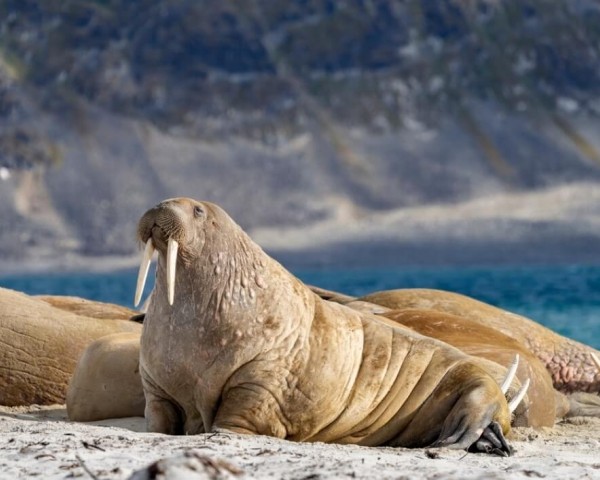 NORWEGIAN ARCHIPELAGO MAKES A RADICAL DECISION TO PRESERVE ITS NATURE