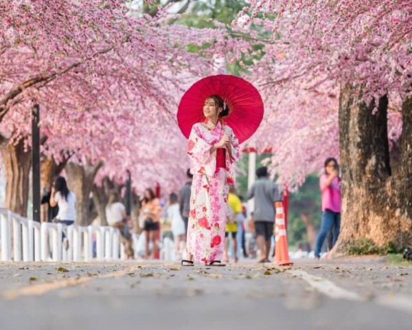 GLOBAL WARMING SHORTENS CHERRY BLOSSOM SEASON AND AFFECTS TOURISM IN JAPAN